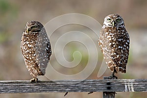 Pair of Burrowing Owls in Cape Coral, Florida photo