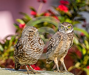 Pair of burrowing Owls rest in south Florida