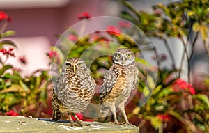 Pair of burrowing Owls rest in south Florida