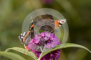 Pair of butterflies on a flower bloom