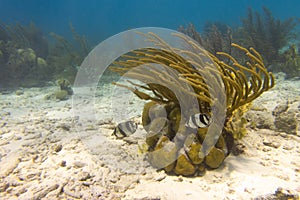 A pair of butterfly fish swim together in front of coral underwater in the Caribbean Sea off the coast of the island of Bonaire