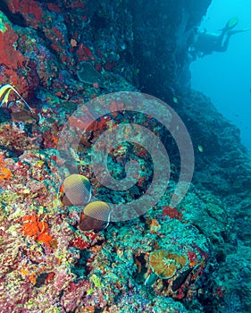 Pair of Butterfly Fishes in Coral Reef, Maldives