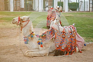 Pair of camels with beautiful multi-colored saddles lie on the sand in one of the cities of Egypt