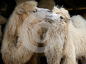 A pair of Camels preening each other at Longleat Safari park, England