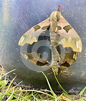 Pair of camouflage Lime Hawkmoths mating