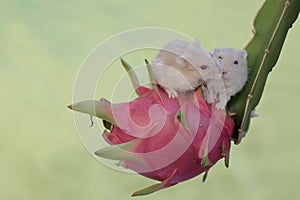 A pair of Campbell dwarf hamsters eating a ripe dragon fruit on a tree.
