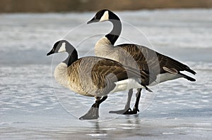 Pair of Canada Geese