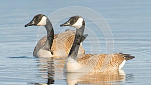 Pair of Canada geese on beautiful calm blue peaceful tranquil lake - taken during Spring migrations at the Crex Meadows Wildlife A