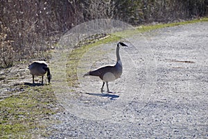 Pair of Canada Geese (Branta canadensis) crossing gravel path along hiking trail at Bear Creek