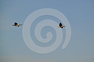 Pair of Canada Geese (Branta canadensis) in flight over Tiny Marsh
