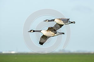 A pair of Canada geese, Branta canadensis, in gliding flight with outstretched wings