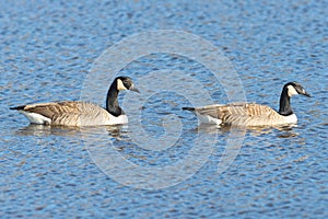 Pair of Canada geese or (Branta canadensis) in water swimming