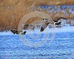 Pair of Canada Geese coming in for a landing