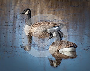 A pair of Canada Geese floats in a pond in Middle Creek wildlife refuge