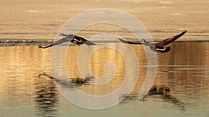 Pair of Canada Geese Flying Over Lake