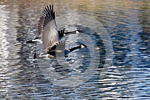 A Pair of Canada Geese Flying Over Water