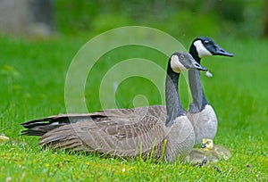 Pair of Canada Geese protect their babies.
