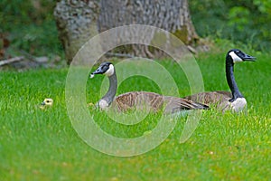 A pair of Canada Geese protect their babies.