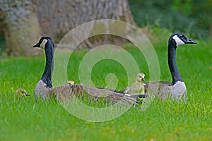 A pair of Canada Geese protect their babies.