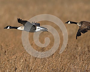 Pair of Canada Geese searching for the right spot