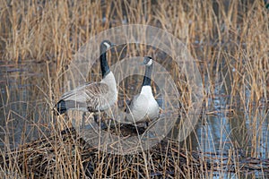 Pair of Canada Geese sitting in a marsh