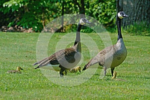 Pair of Canada Geese watch over their young.