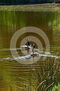 A Pair of Canada Geese on Water