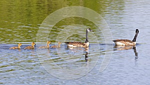 Pair of Canada Geese with young