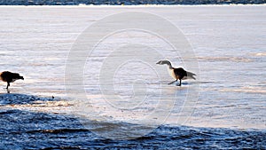 Pair of Canada Goose Adults, branta canadensis, slip and fall on ice on partially frozen Lake Irving in Bemidji, Minnesota