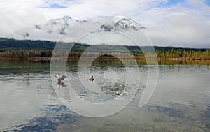 A pair of Canada goose and Sundance Peak