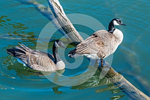 A pair of Canadian Geese