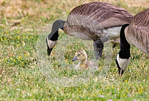 A Pair of Canadian Geese and a Chick
