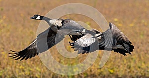 A pair of Canadian Geese in flight