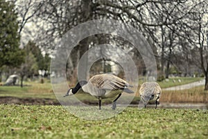 Pair of Canadian geese on lake