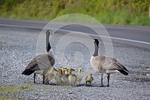 A pair of Canadian geese look out for each other as the cute baby goslings drink water from a puddle on the side of the road.
