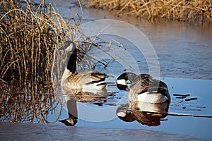 A pair of Canadian Geese reflected in semi-frozen water