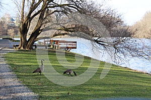 A pair of Canadian Geese by the river