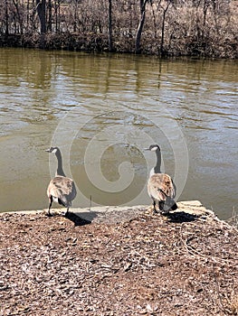 Pair of Canadian geese on shoreline by water