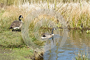 Pair of Canadian geese in the sunshine entering a lake