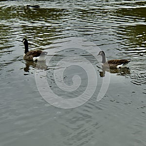 A pair of  Canadian Geese swimming away