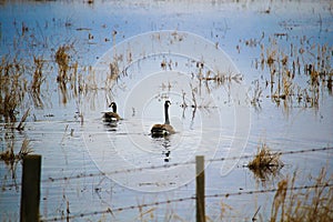 A pair of Canadian Geese swimming on a water filled field