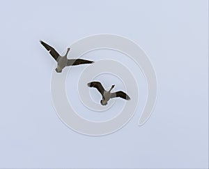 Pair of Canadian geese take flight photo