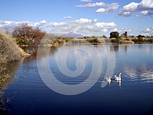 A Pair of Canadian Geese and their Reflection on a Riparian Lake