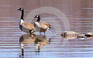 Canadian Geese wading in a lake photo