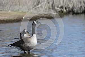 Pair of Canadian Geese wading in water