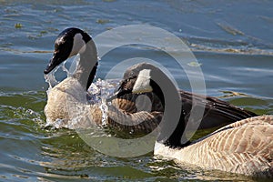 A pair of Canadian Geese washing themselves in water