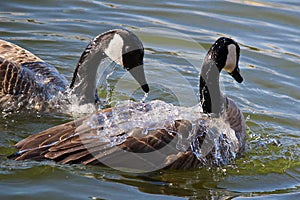 A pair of Canadian Geese washing themselves in water