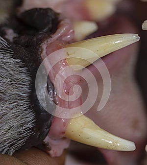 A pair of canine teeth of a felid cat's top and lower jaw Fishing cat