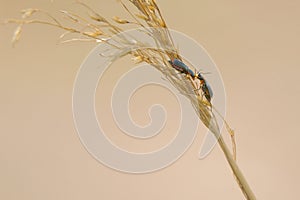 Cantharidae Imhoff beetle