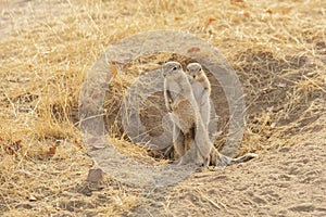 Pair of Cape Ground Squirrels Standing Guard